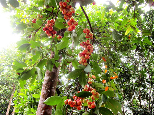 Vườn trái cây tại khu du lịch sinh thái Nhân Tâm